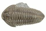 Long Prone Flexicalymene Trilobite - Stonelick, Ohio #224880-2